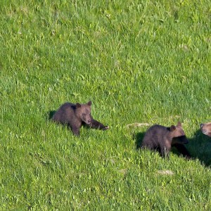 grizzly bear family roaming in grass