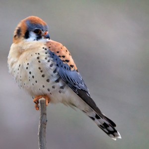 American Kestrel, Swan Valley, Idaho