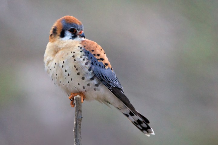 American Kestrel, Swan Valley, Idaho