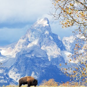 Bison, autumn color, Grand Tetons, Jackson Hole, Wyoming
