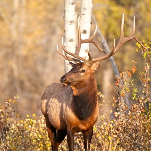 Majestic Bull Elk in Golden Aspens in Jackson Hole Wyoming