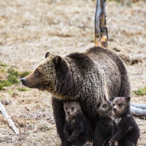 mama bear and her cubs in the woods