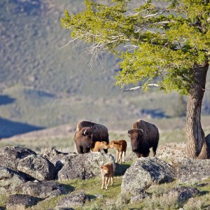 Spring time in Yellowstone is when we get to watch the new crop of bison calves proliferate. Colloquially known as 
