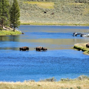 Bison Crossing Yellowstone River