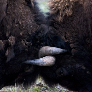 Bison, bulls, fighting, locking horns
