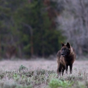Black wolf of the Pacific Creek pack that roams Grand Teton National Park.