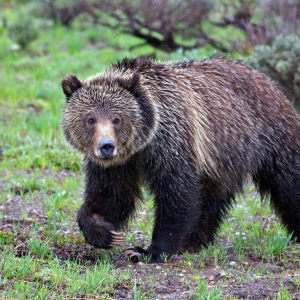 A grizzly bear who has become to be known as Blondy who roams Grand Teton National Park