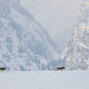 Teton Pack Wolves in Grand Teton National Park in Jackson Hole Wyoming