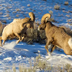 Fighting Bighorn Rams, Miller Butte, National Elk Refuge, Jackson Hole, Wyoming
