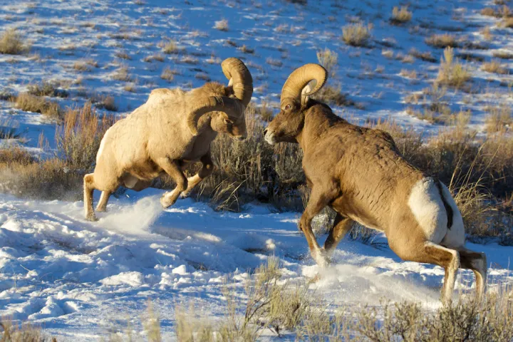 Fighting Bighorn Rams, Miller Butte, National Elk Refuge, Jackson Hole, Wyoming