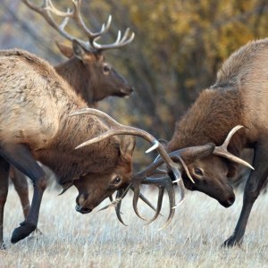 Spring Gulch Bull Elk