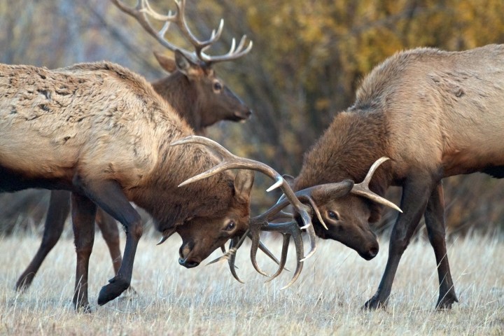 Spring Gulch Bull Elk