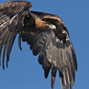 Golden Eagle, Swan Valley, Idaho