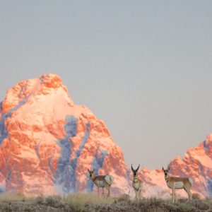 antelope infront of mountains at sunrise