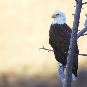Bald Eagle, Jackson Hole, Wyoming