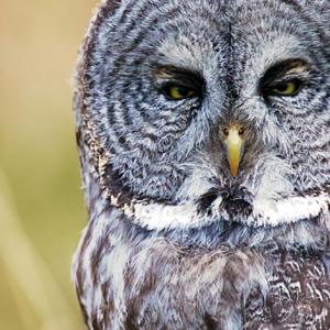 close up owl
