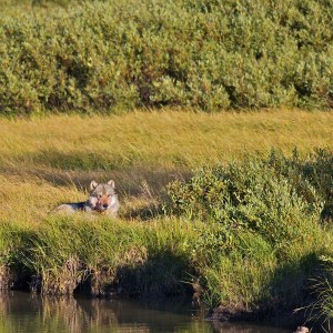 Grey Yellowstone Wolf resting after a big meal, Lewis River, Yellowstone National Park