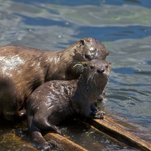 Otters, Trout Lake, Yellowstone National Park