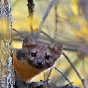 Pine Marten, fall colors, Caribou/Targhee National Forest, Swan Valley, Idaho