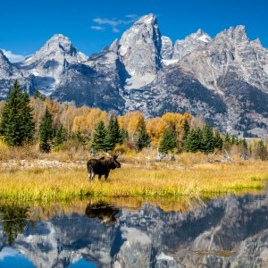 moose with mountains in back and reflection in water in front