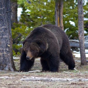 grizzly bear roaming woods