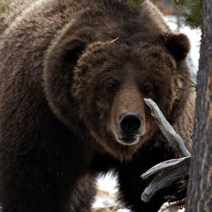Huge Grizzly Bear, the Preacher, Yellowstone National Park