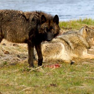 Two Wolves, Gibbon River, Yellowstone National Park