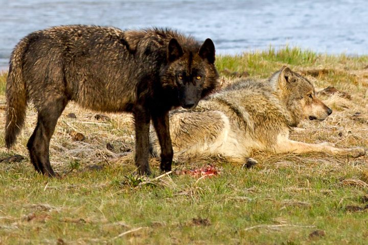 Two Wolves, Gibbon River, Yellowstone National Park