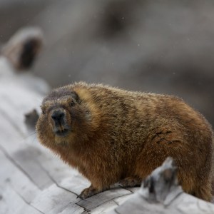 Yellows Bellied Marmot, Yellowstone National Park