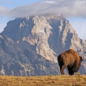 bison walking with rocky mountain behind