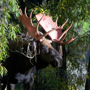 Bloody antlered moose. This bull moose has just rubbed off the velvet of his antlers, a moose's velvet is full of blood vessels. Grand Teton National Park