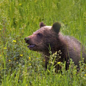 Grizzly Bear cub, Grand Teton National Park