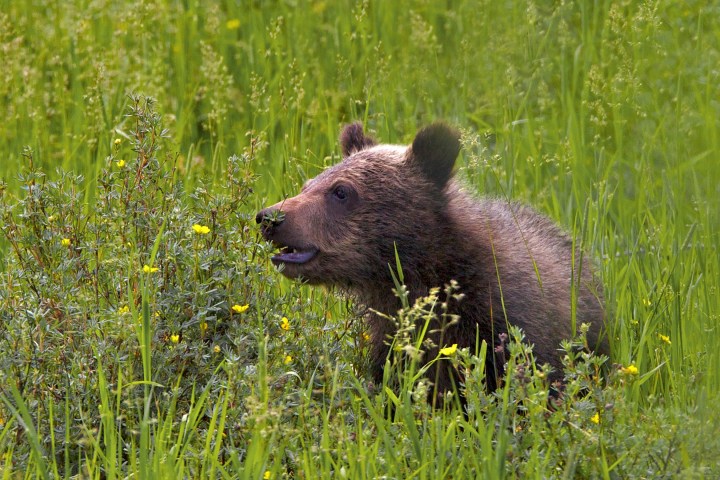 Grizzly Bear cub, Grand Teton National Park
