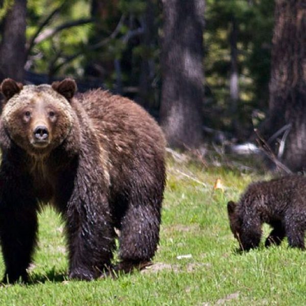 bears roaming in grass