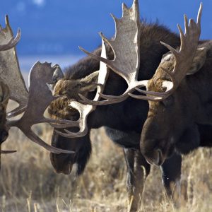 bull moose herd