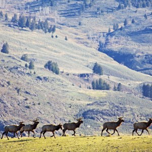 elk walking with rolling hills in back