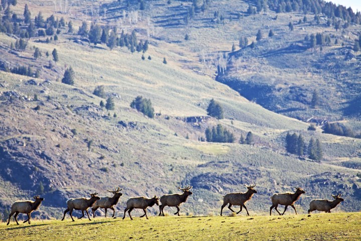 elk walking with rolling hills in back