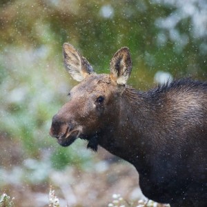 moose in woods