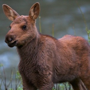 Moose Calf, Yellowstone National Park