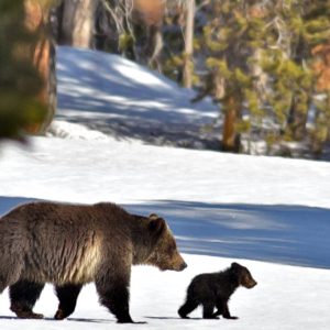 grizzly and cub walking on snow