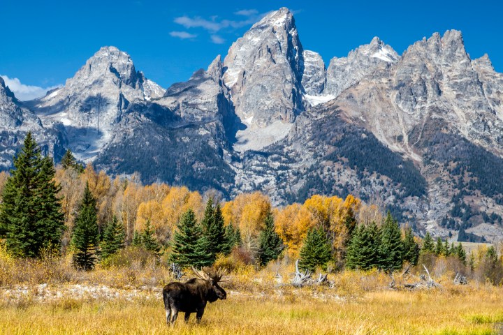 A bull moose pauses to cast his reflection onto the reflection of the Grand Tetons in a beaver pond in Grand Teton National Park