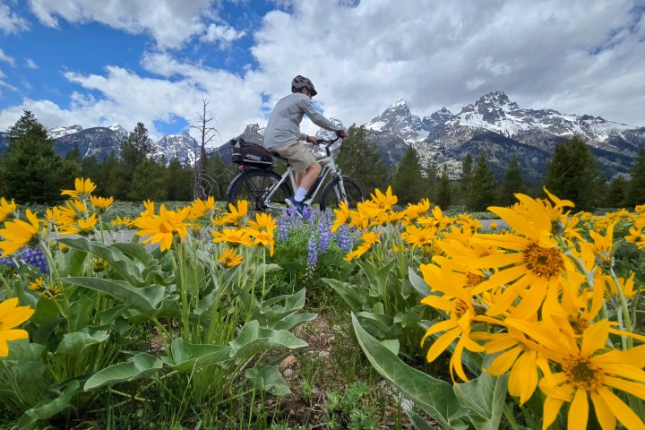 Person biking through field of yellow flowers with mountains in the background.
